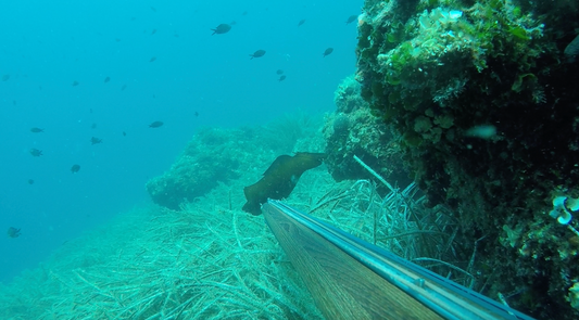 Meet the Marvel of the Adriatic: The Mysterious "Zekan" (Spotted Sea Hare)