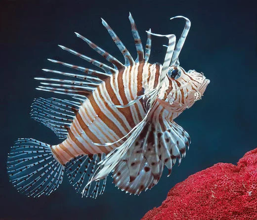 A New Invasive Fish Species in the Adriatic Sea: What Does It Mean for the Ecosystem?