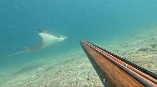 The Common Eagle Ray (Myliobatis aquila): Biology, Ecology, and Conservation
