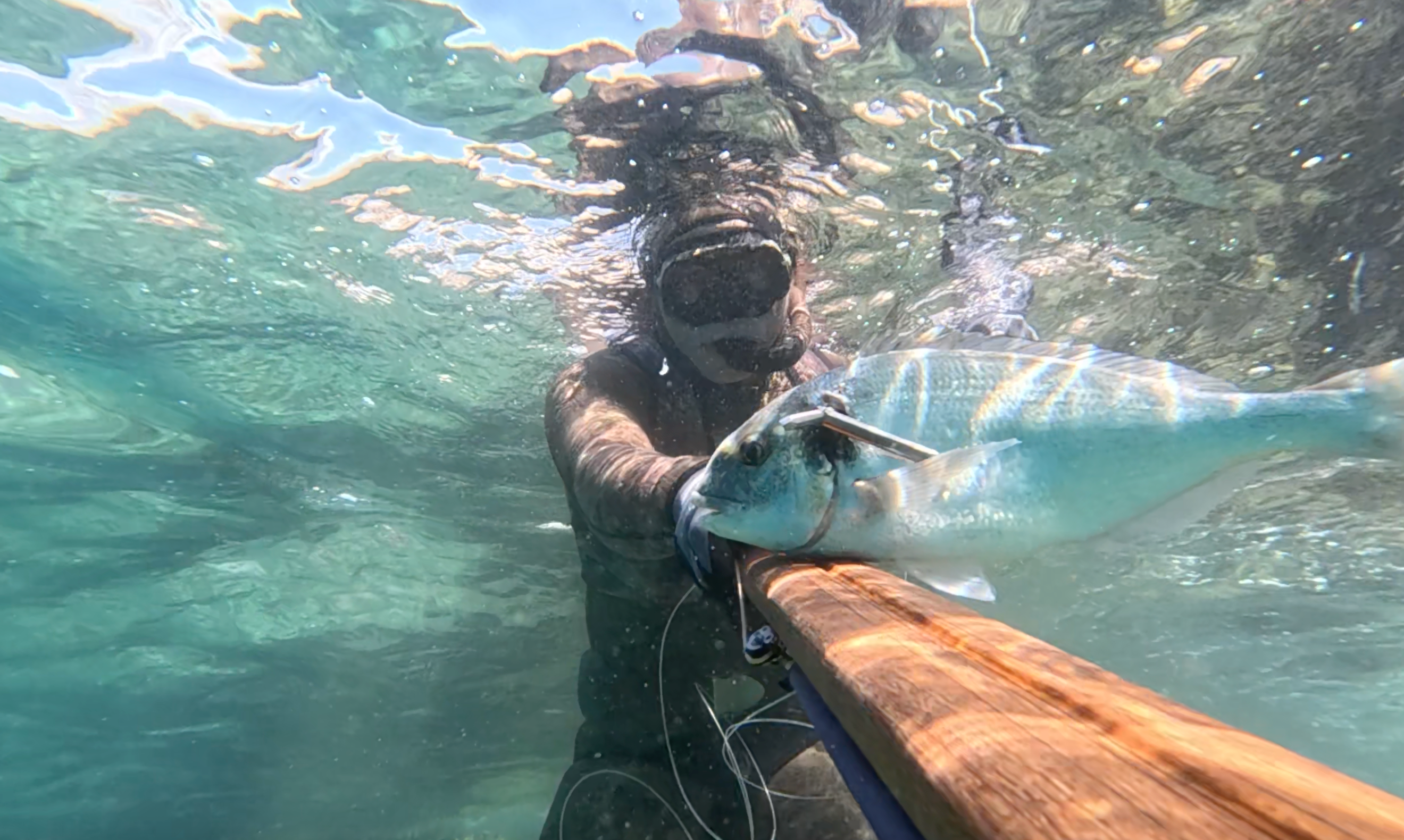 Big fish caught with spike speargun in Istria.