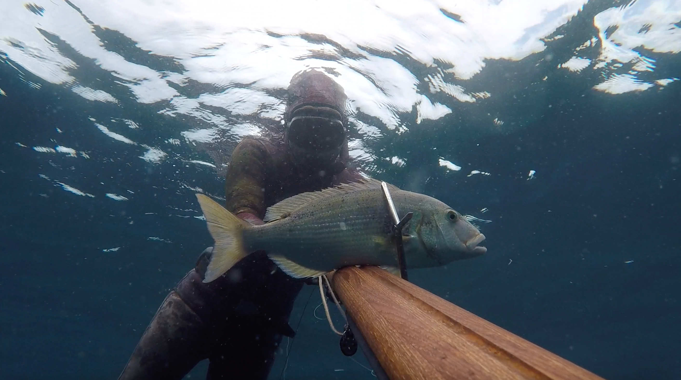 Underwater dentex with a spike speargun.