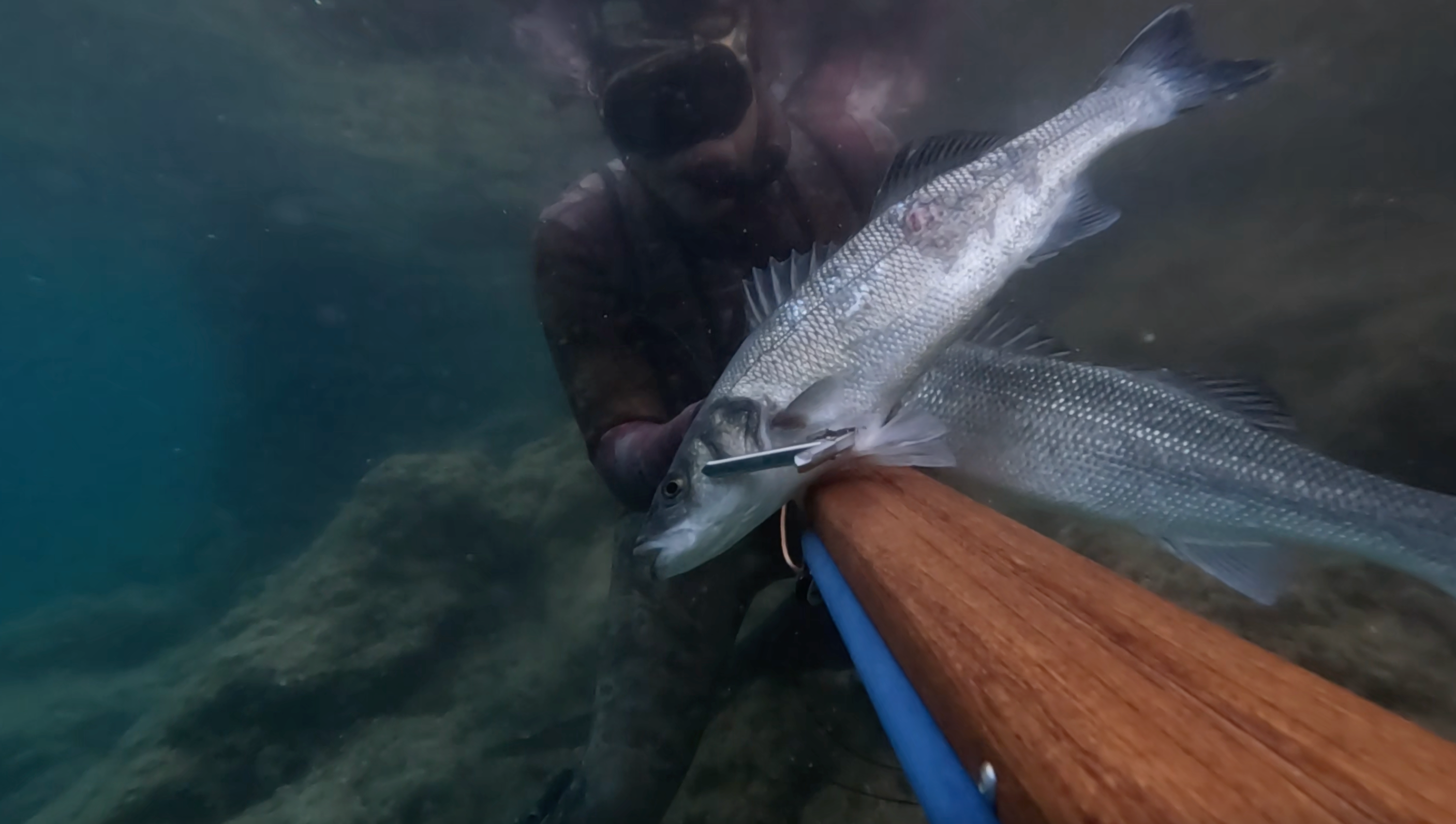 Spearfishing double sea bass with spike speargun.