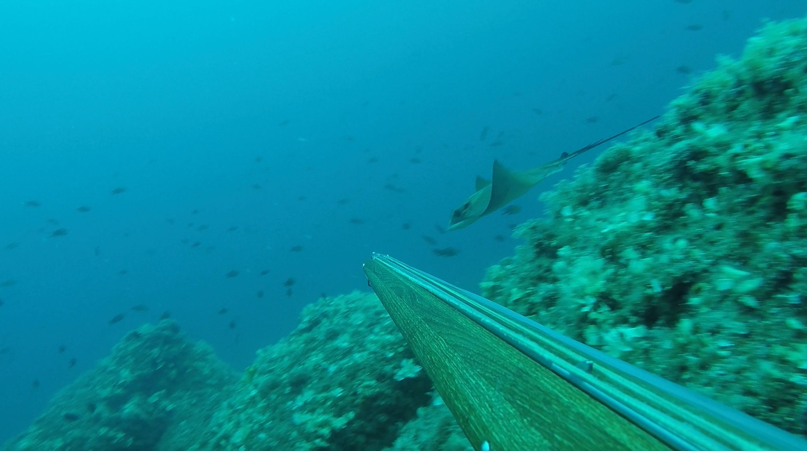 Common eagle ray underwater spike speargun.