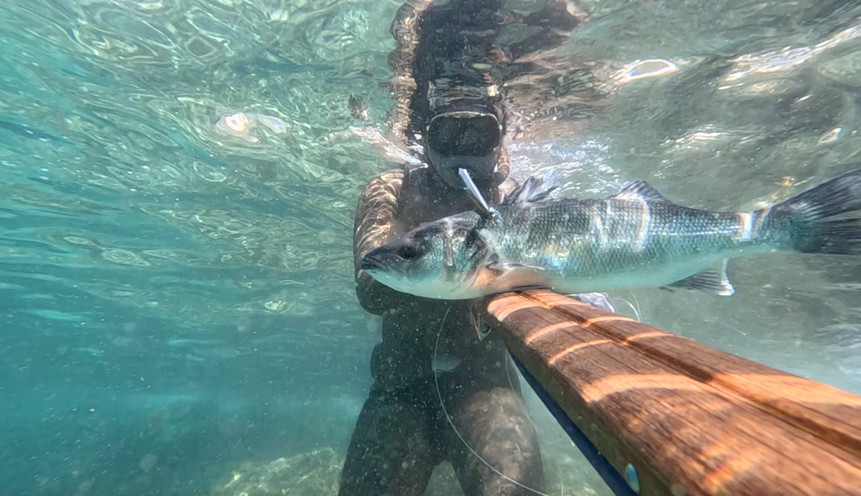 Spearfisherman underwater with sea bass and spike.