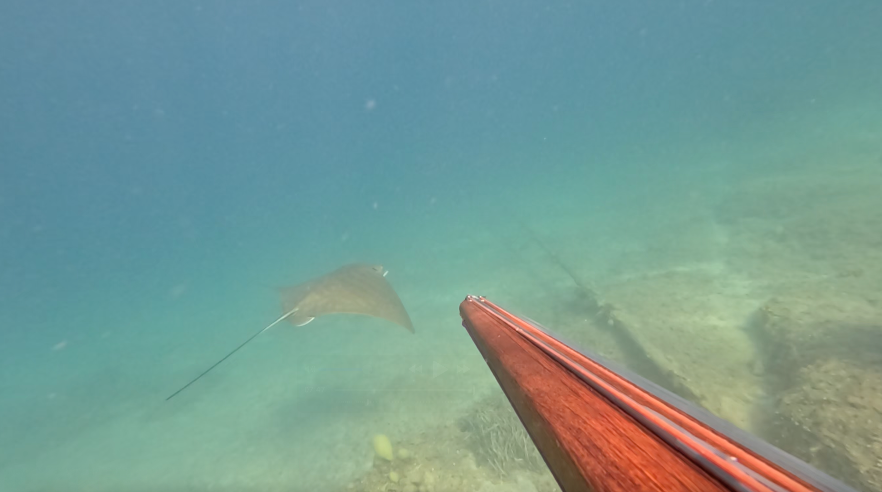 Ray fish swimming under water.