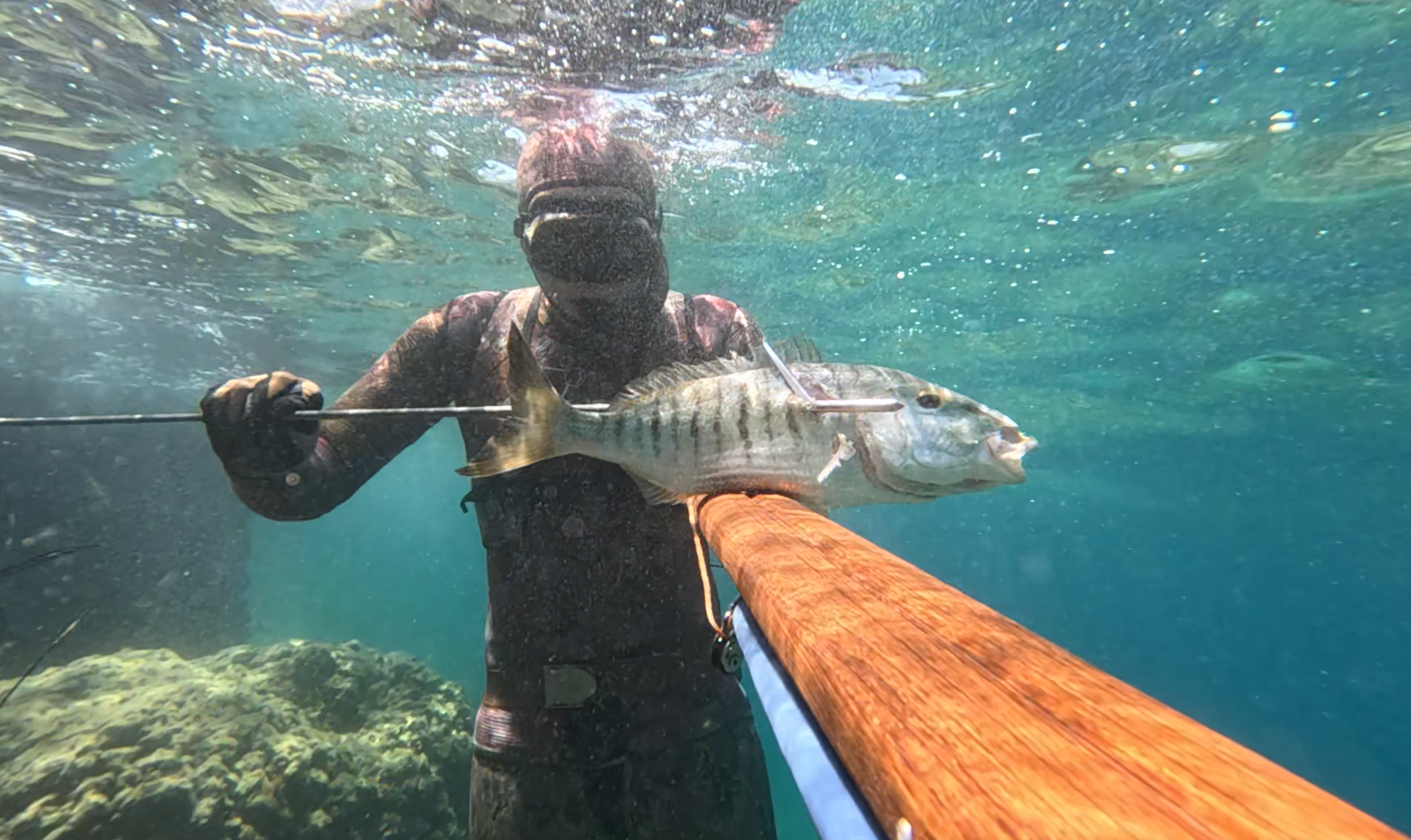 Big sand steenbrass caught with a spike speargun.
