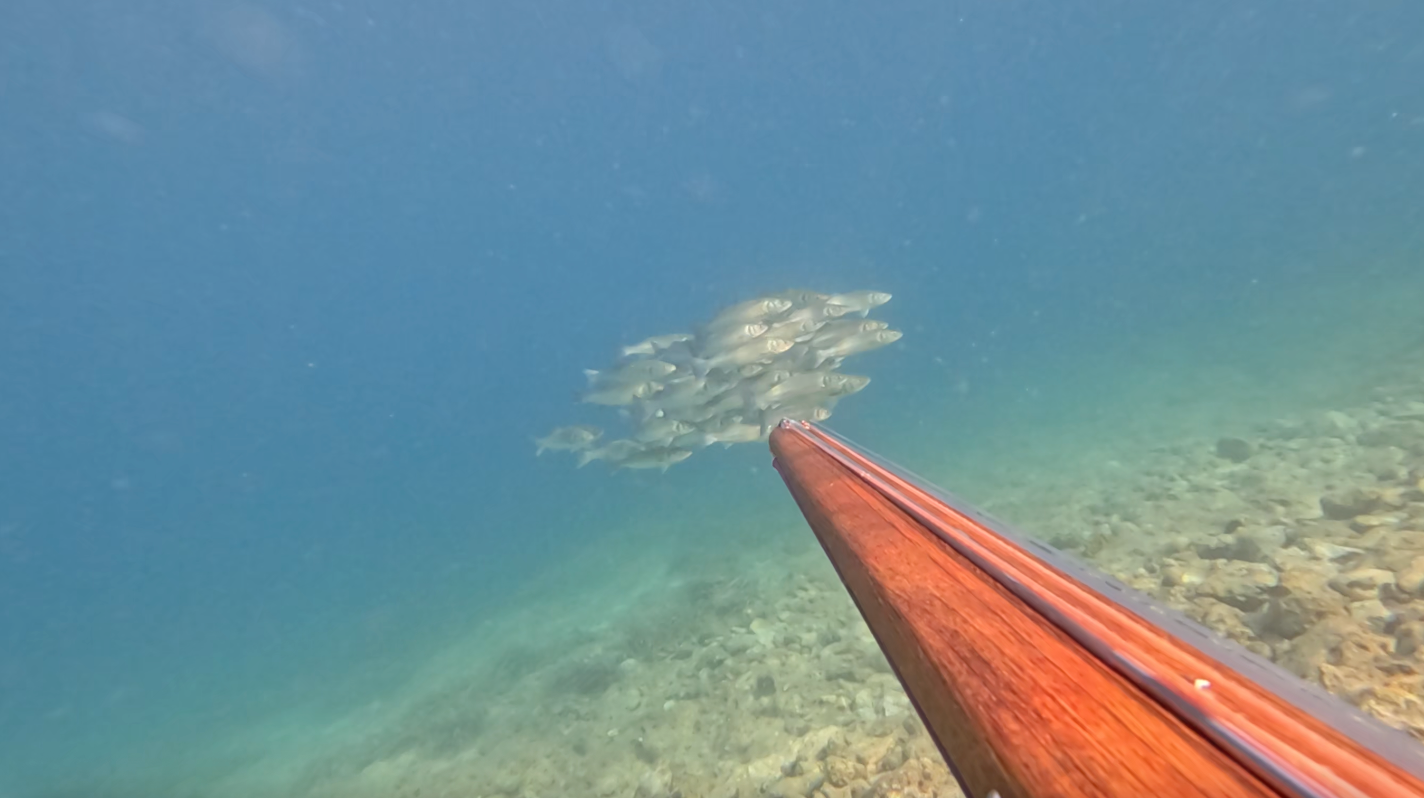 Spike speargun aiming at big school of fish.