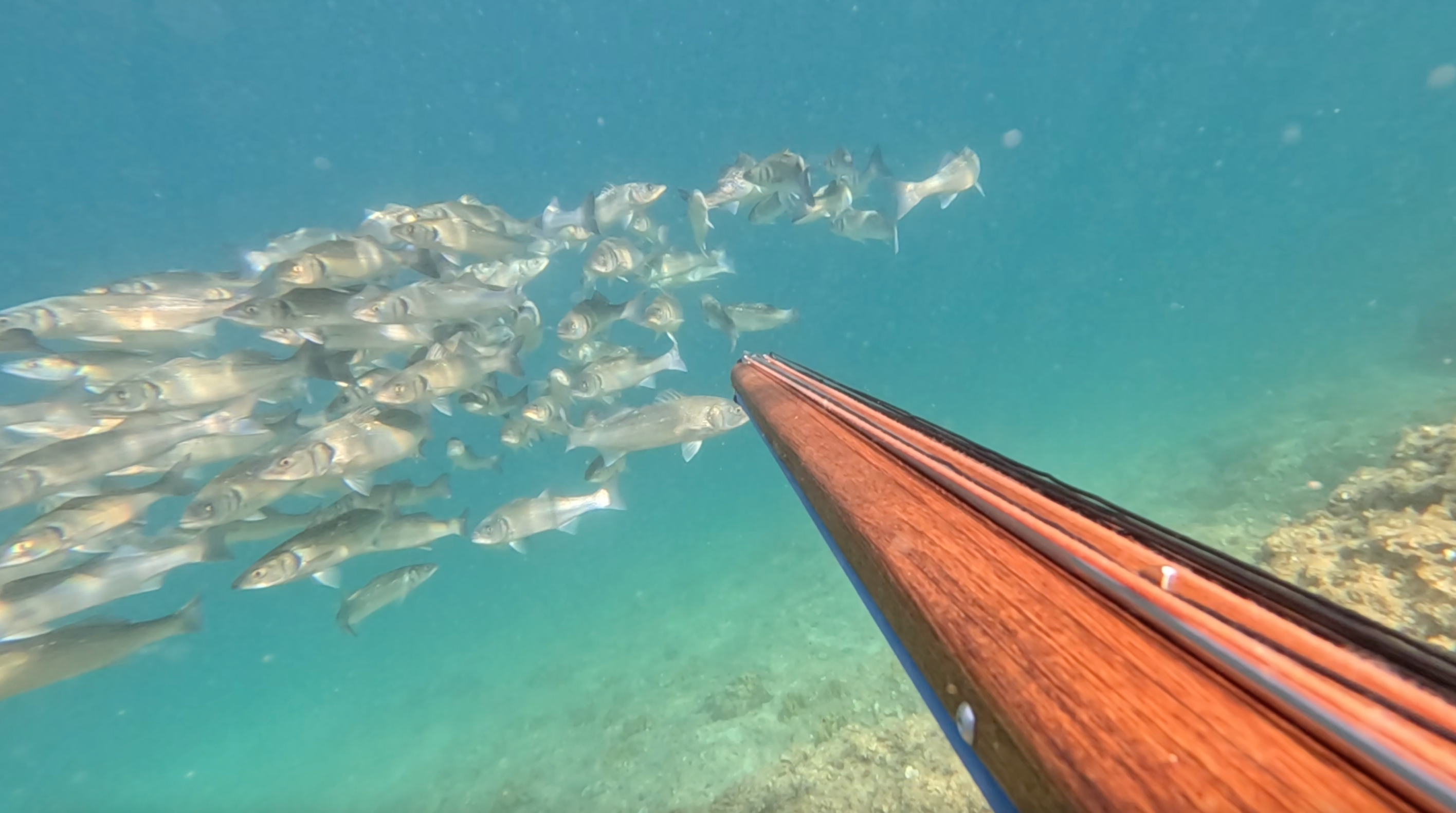 Big school of sea bass underwater spike.