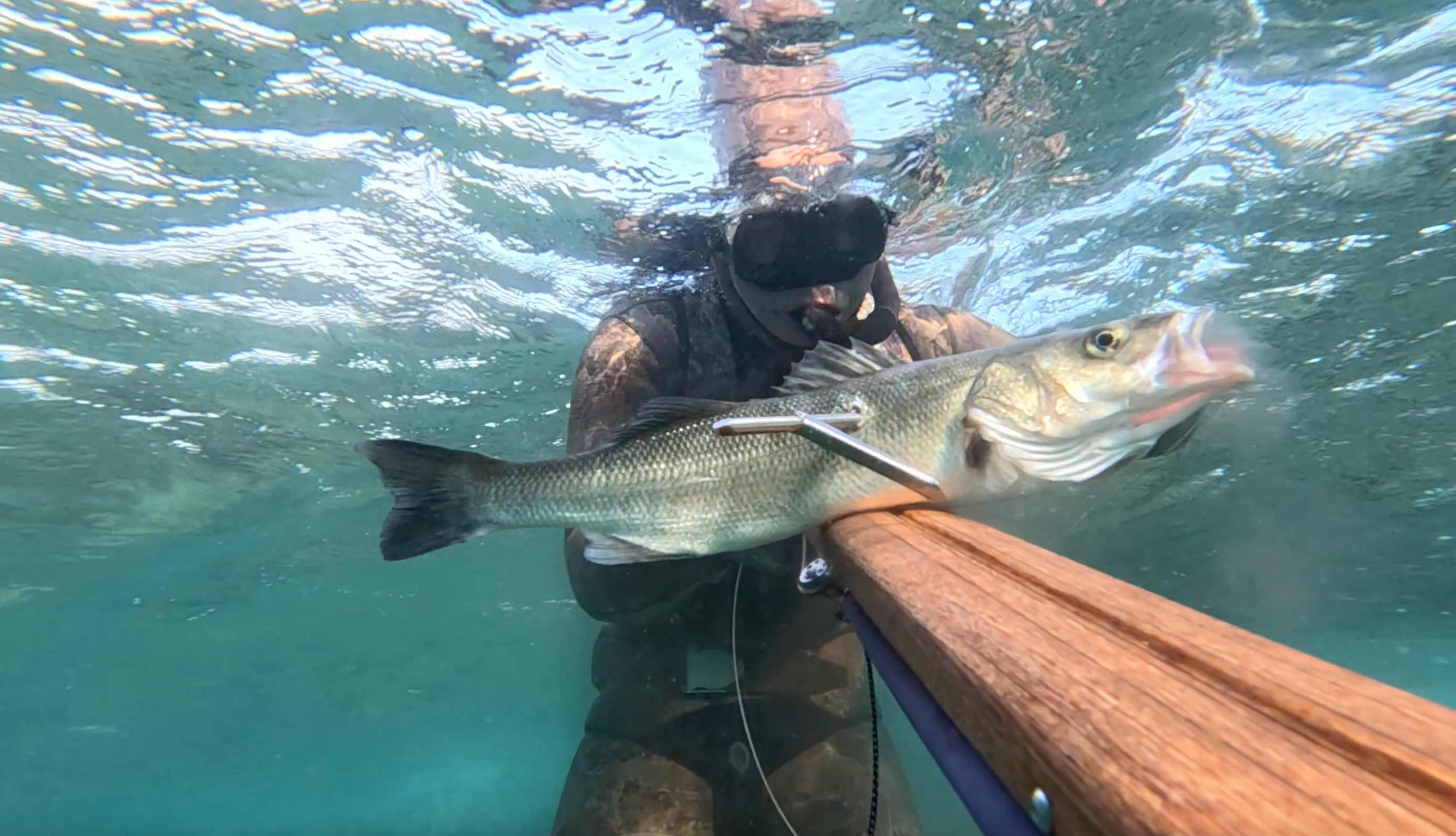Spearfishing in istria for sea bass with spike.