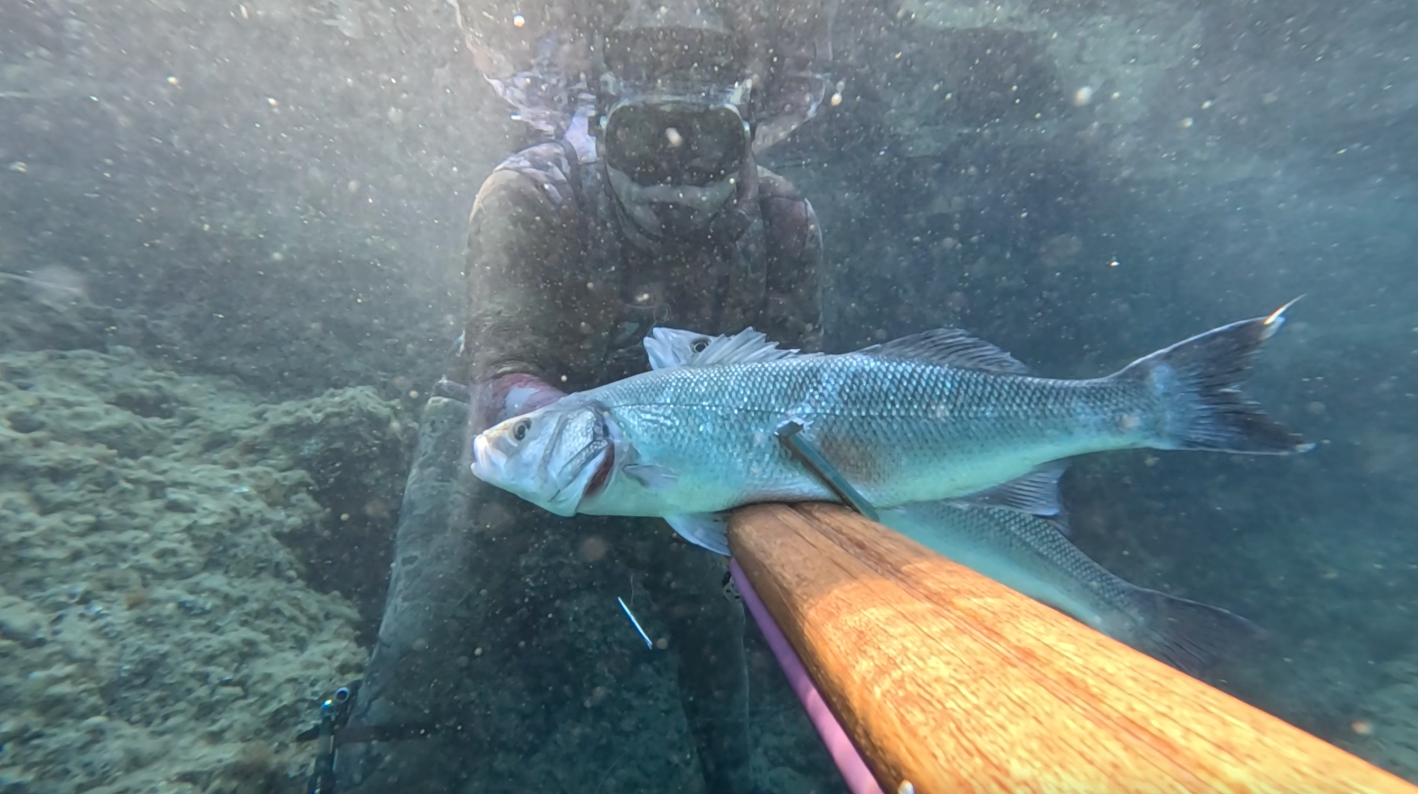 Underwater spearfishing double shot sea bass on spike speargun.