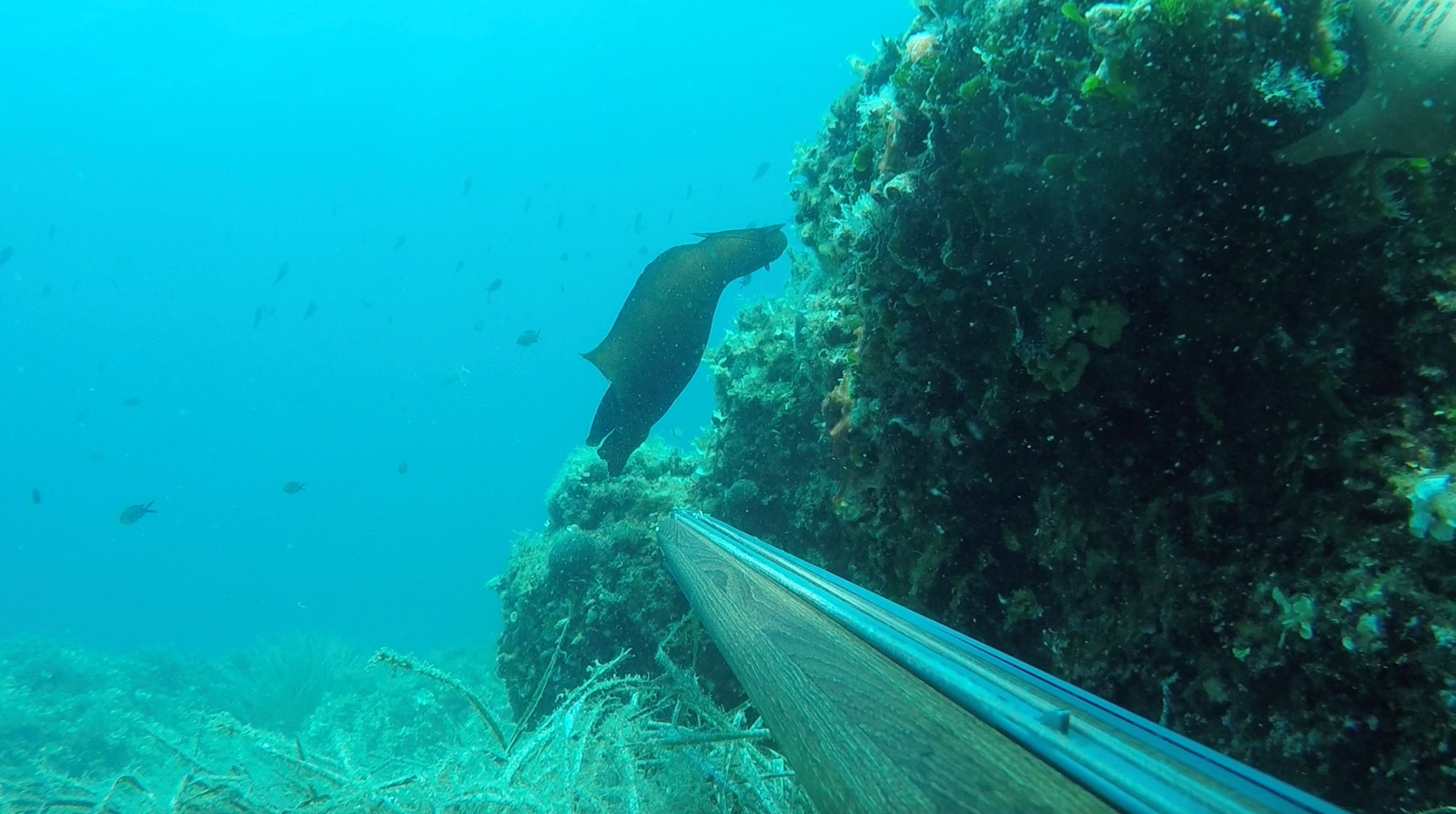 Close encounter with zekan sea snail underwater.