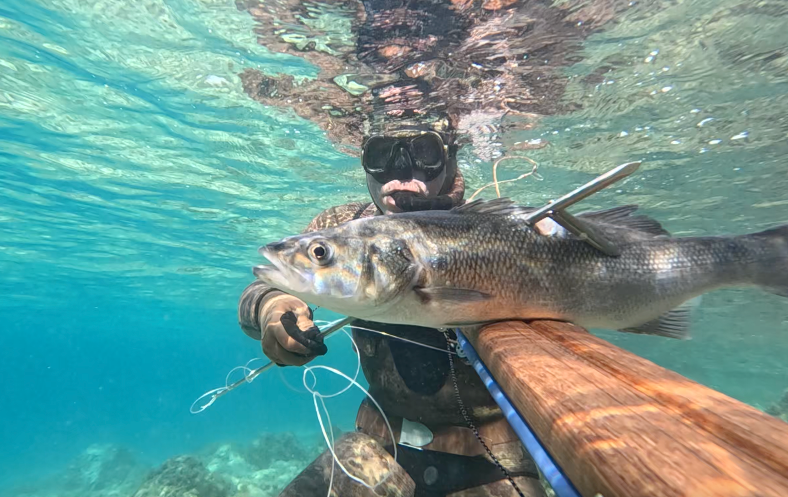 Spearfishing sea bass with spike.