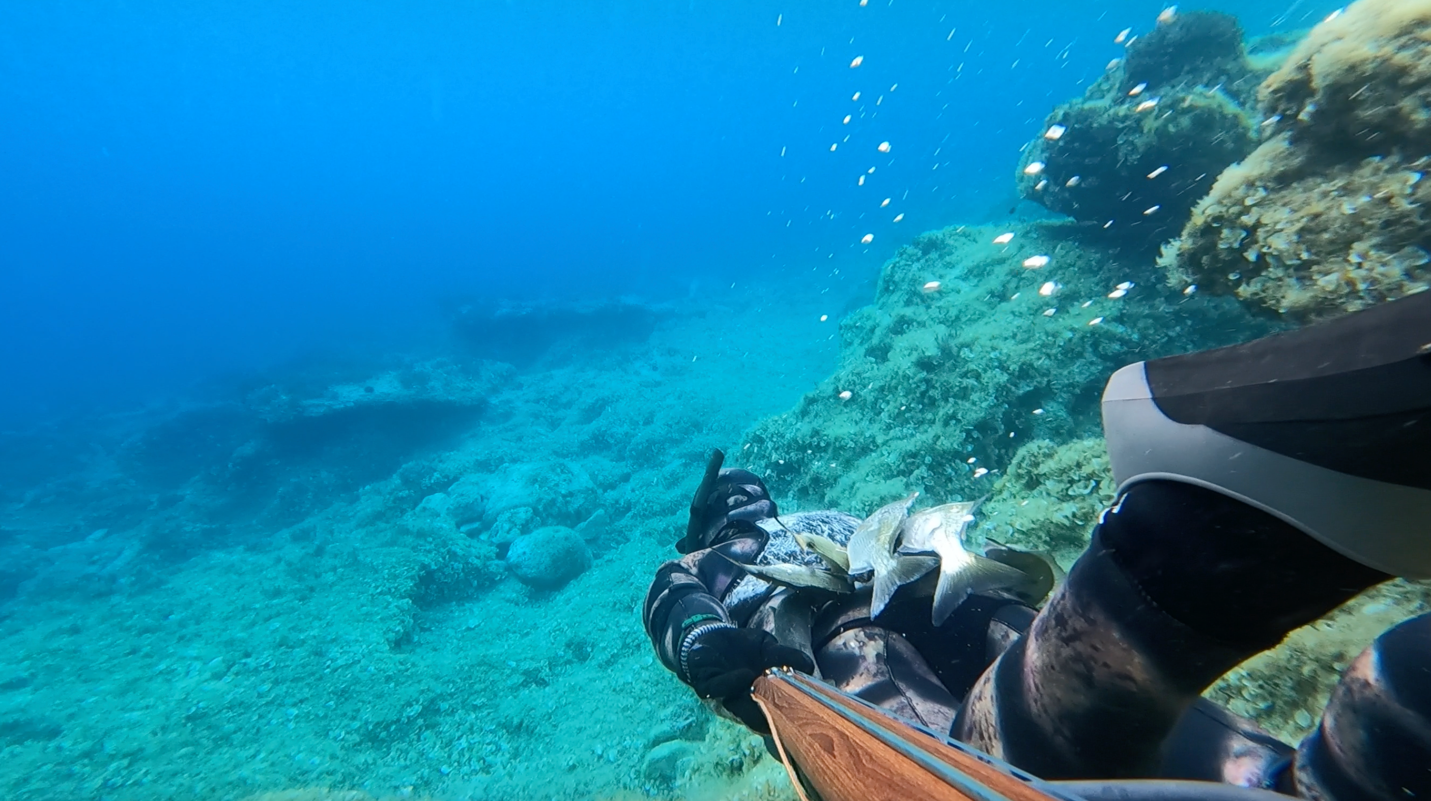 Underwater photos of spearfisherman with spike.