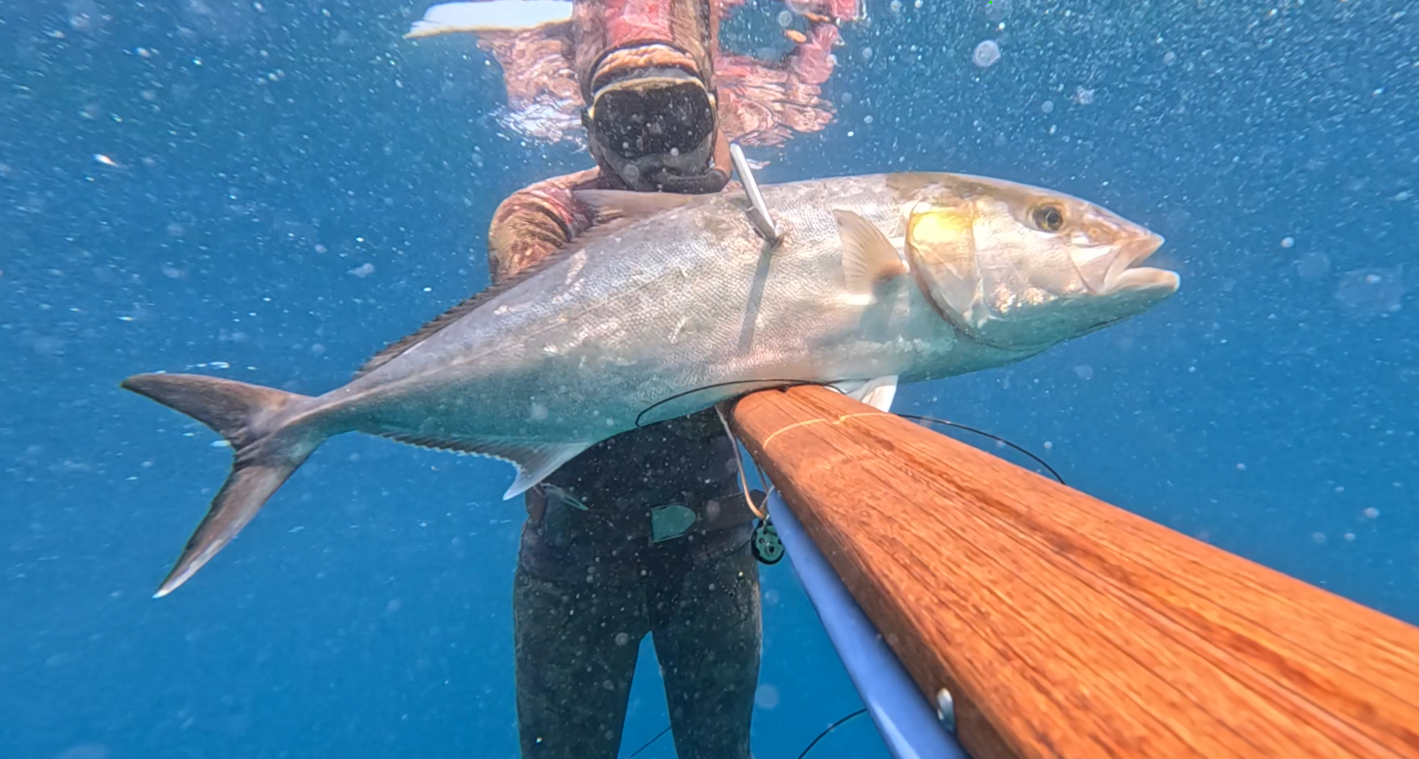 Spearfisherman with spike speargun caught big amberjack.