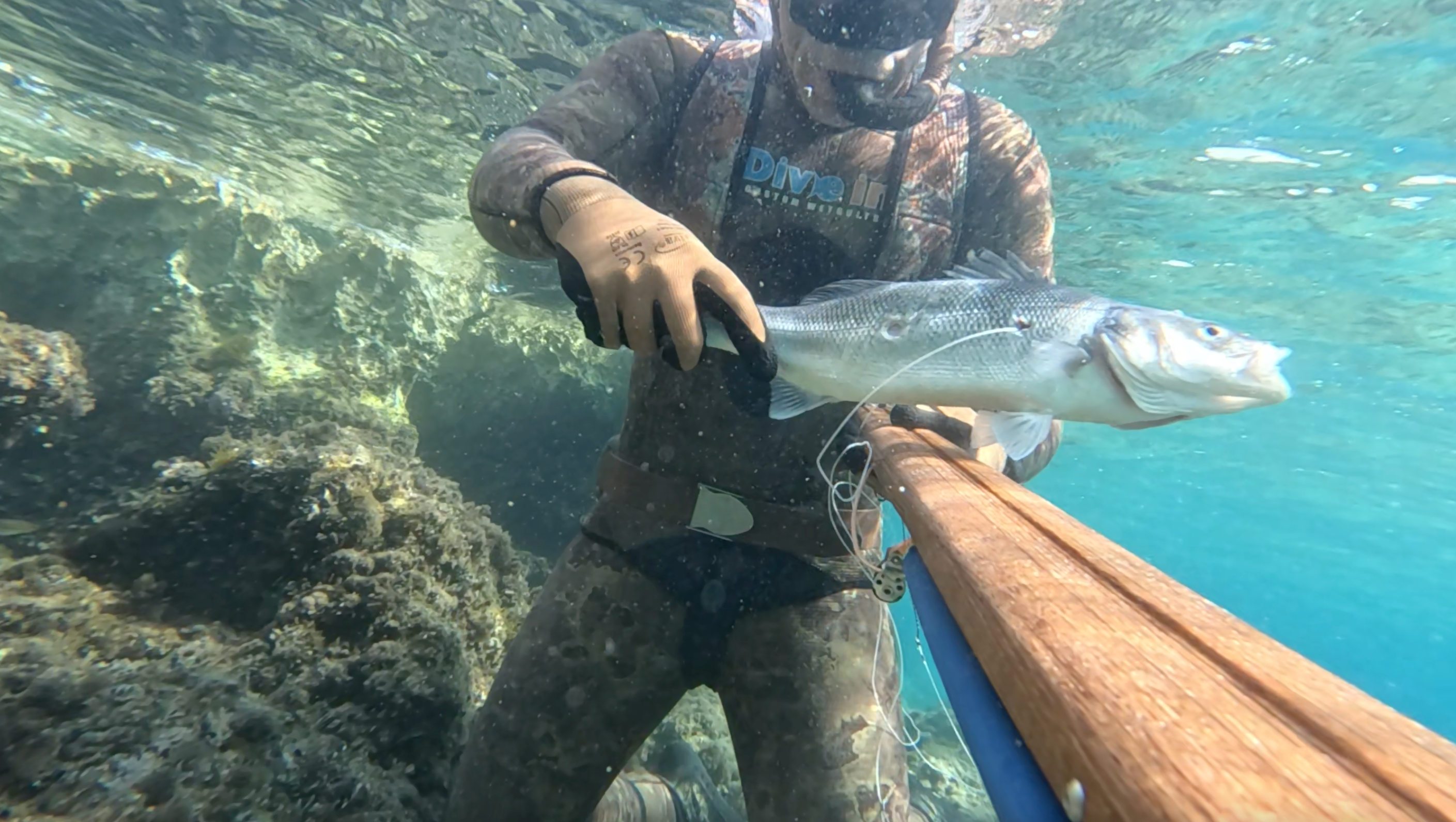 Spike speargun with sea bass underwater.