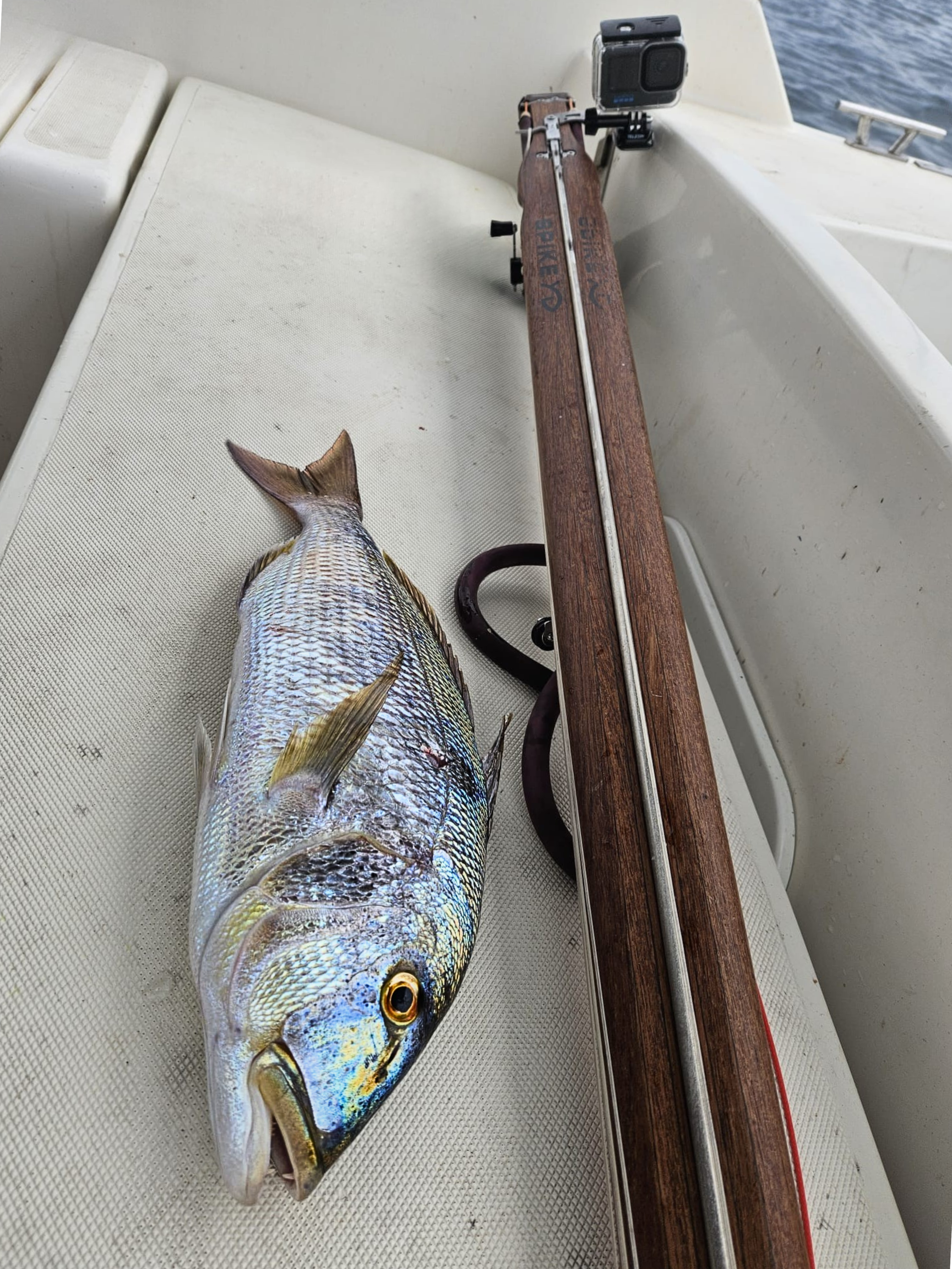 Zubatec dentex caught with a spike speargun