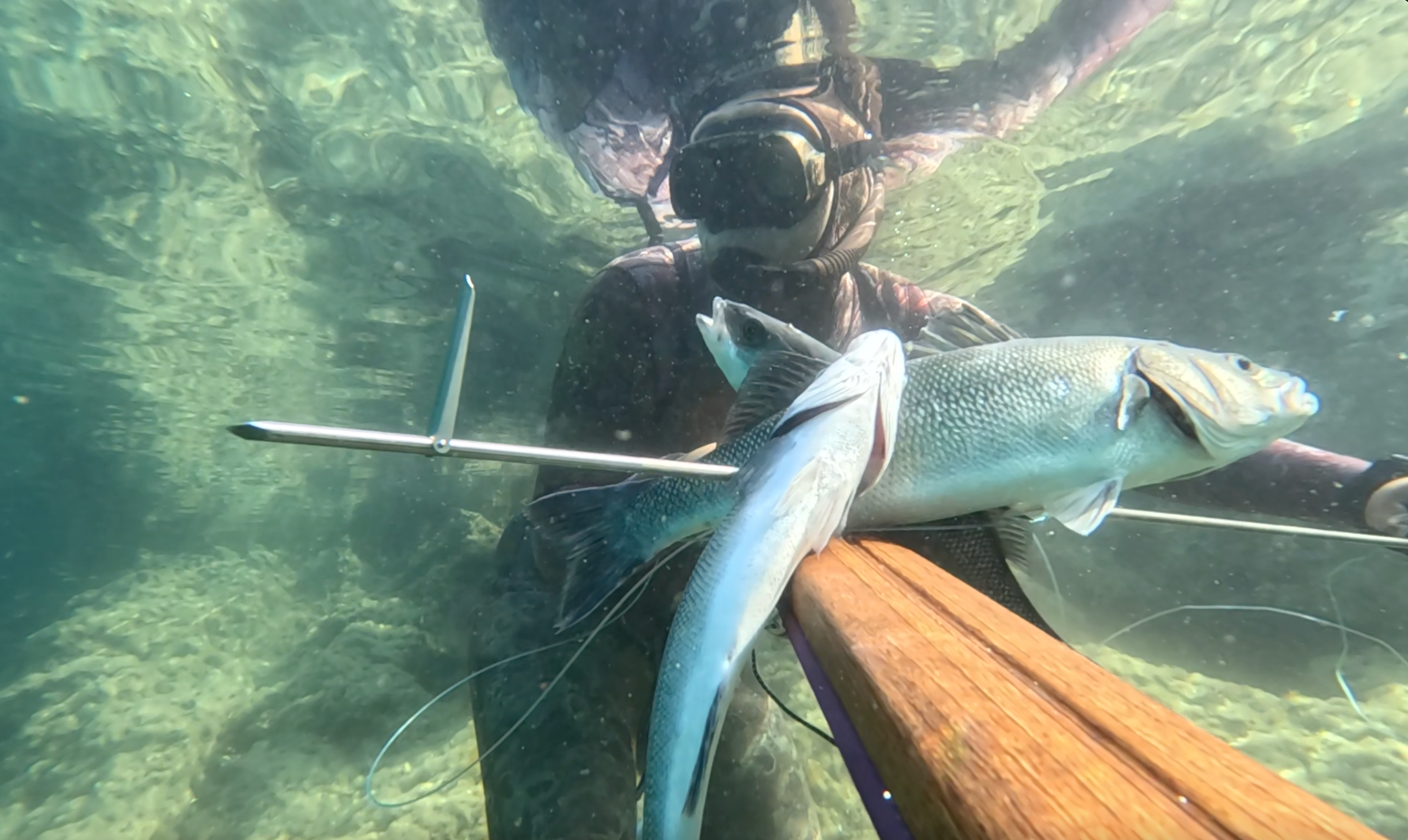 Triple shot with spike speargun sea bass fishing.