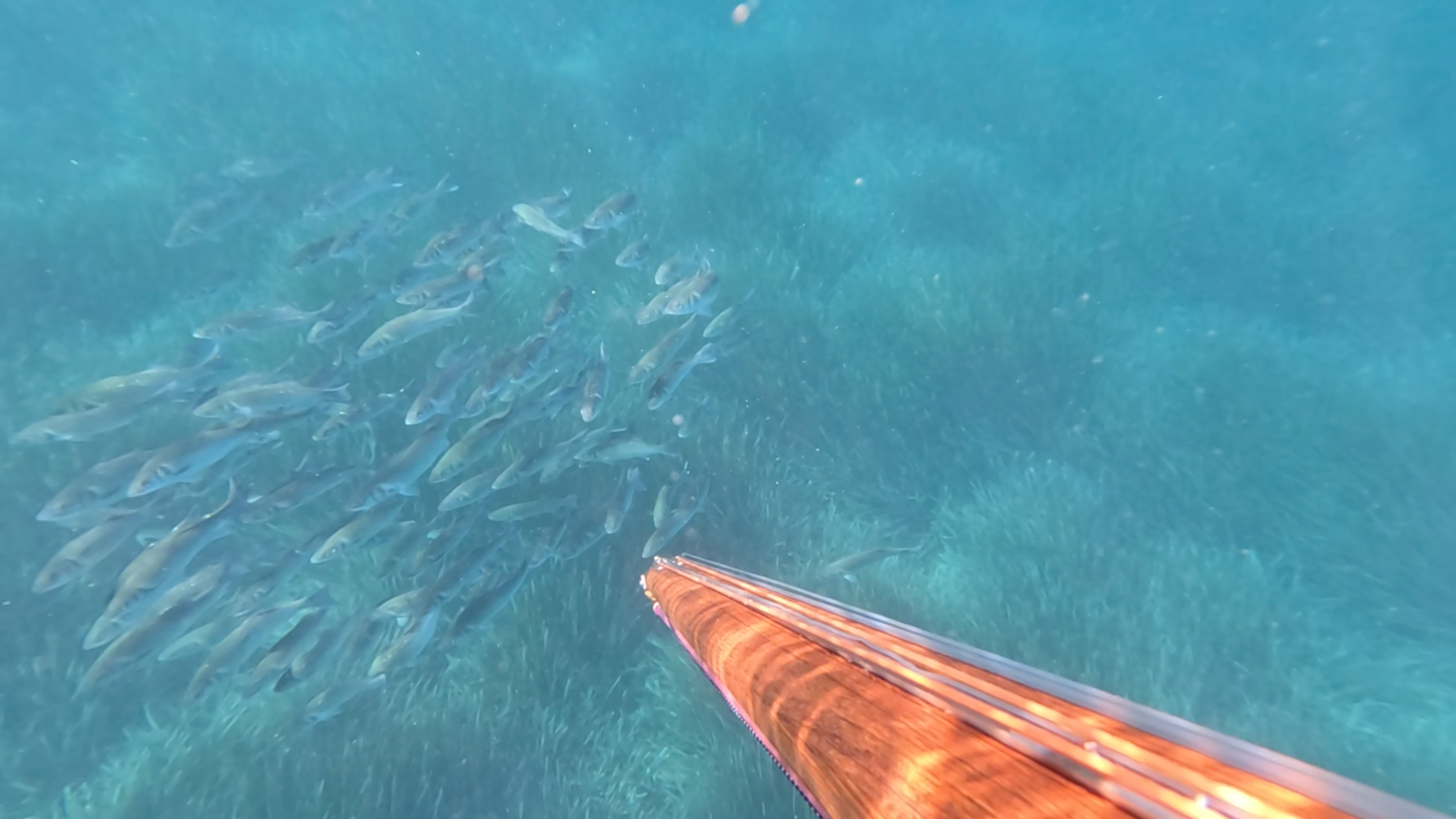 Big underwater school of fish with spike speargun.