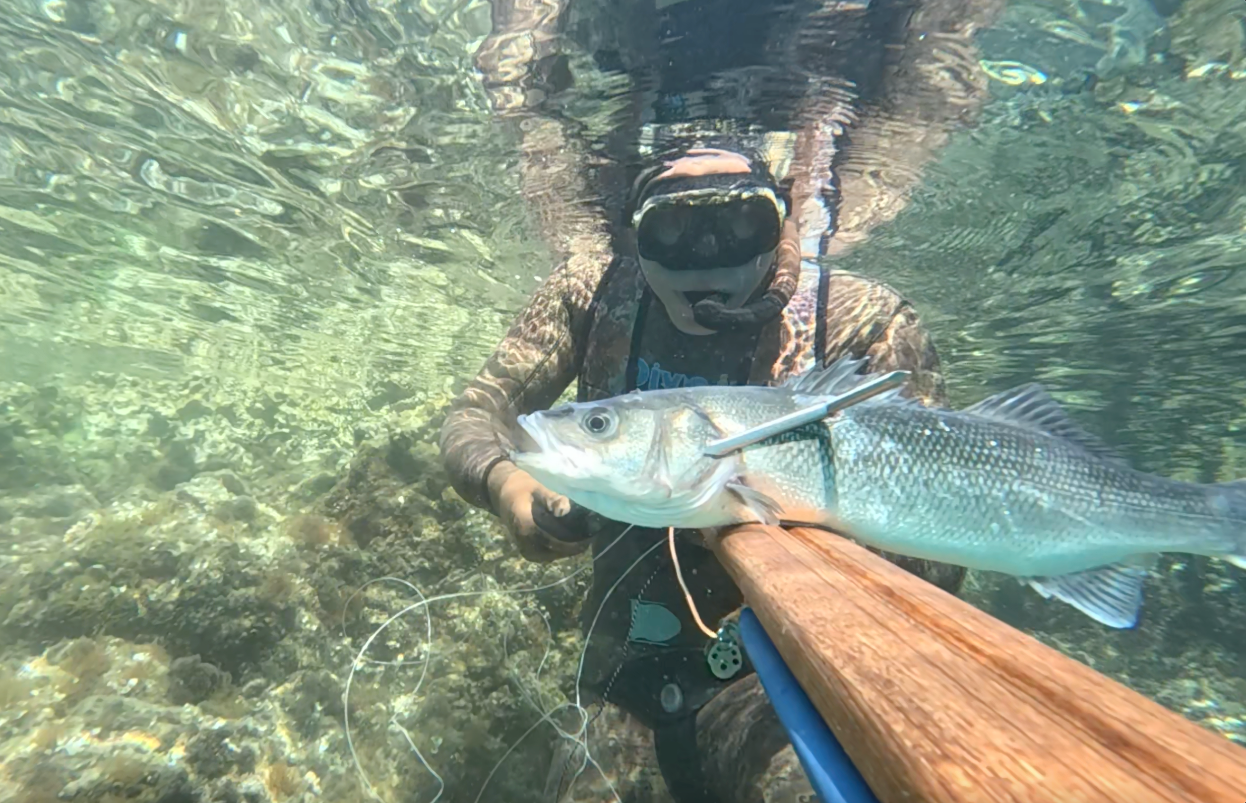 Sea bass caught with spike speargun.